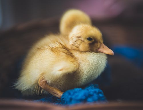 黄鸭的特写摄影 · 免费素材图片