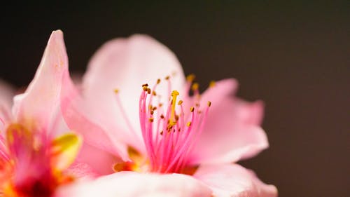 粉红色的花的微距摄影 · 免费素材图片
