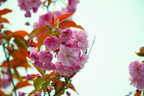 粉红色的花朵的特写摄影 · 免费素材图片