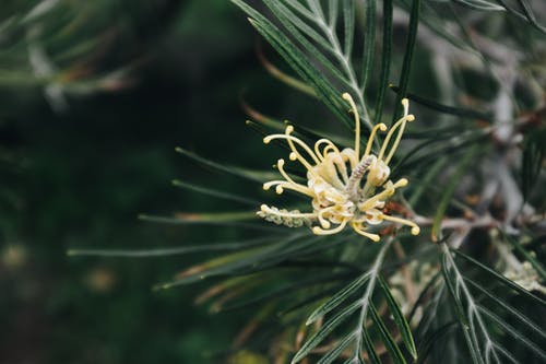 在特写摄影中的黄色花瓣花 · 免费素材图片