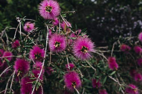 粉红色的花朵的近景 · 免费素材图片