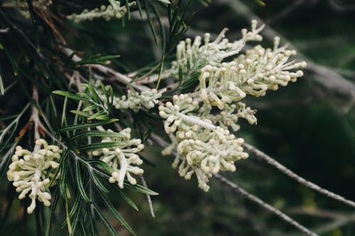 白色花瓣花 · 免费素材图片