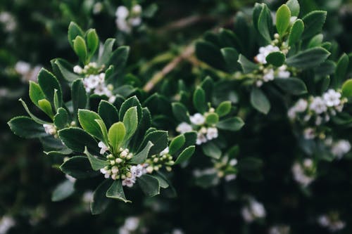 白簇花植物 · 免费素材图片