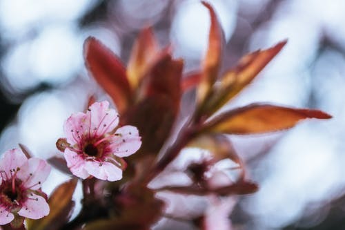 盛开的粉红色樱花的照片 · 免费素材图片