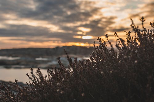 绿叶植物的深度场照片 · 免费素材图片