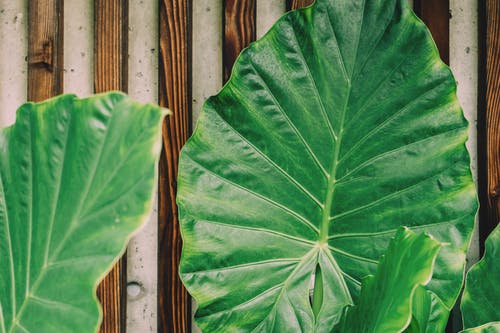 棕色木制框架旁边的绿色植物叶 · 免费素材图片