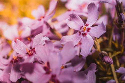 粉色福禄花的特写摄影 · 免费素材图片