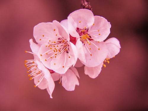 粉色樱花花的选择性聚焦摄影 · 免费素材图片