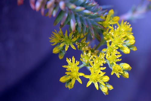 黄色的肉质花选择性聚焦摄影 · 免费素材图片