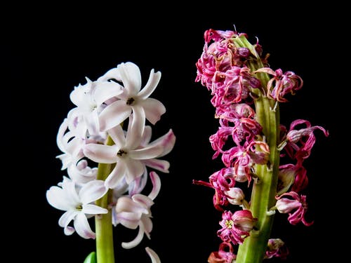 紫色和白色兰花 · 免费素材图片
