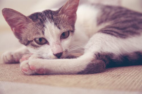 躺在床上的虎斑猫 · 免费素材图片