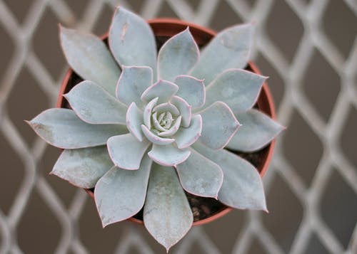 肉质植物的特写摄影 · 免费素材图片