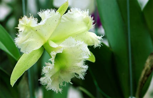 绿色兰花花的近景摄影 · 免费素材图片