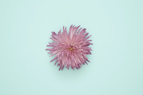 浅蓝色表面上的粉红色花瓣花 · 免费素材图片