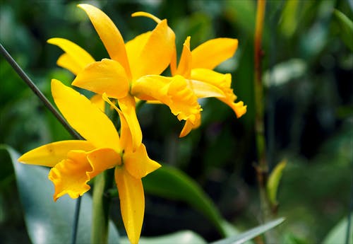在特写照片中的黄色兰花 · 免费素材图片