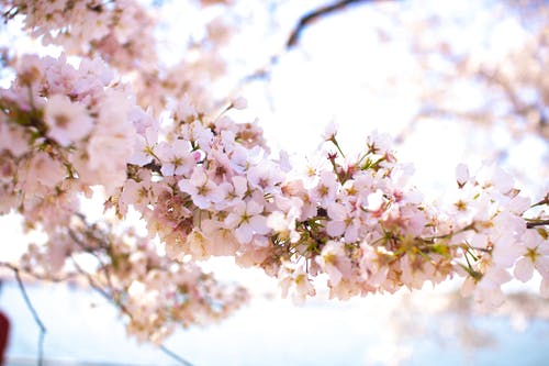 苹果花盛开的特写照片 · 免费素材图片