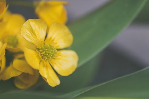 黄色花的选择性焦点照片 · 免费素材图片