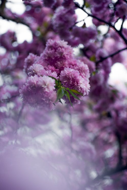 特写摄影紫色簇花 · 免费素材图片