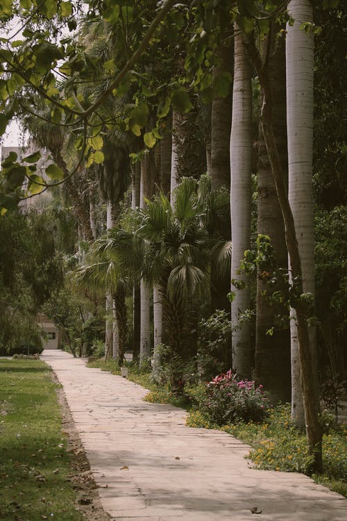 灰色铺成的路旁的棕榈树 · 免费素材图片