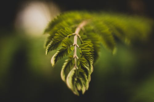 绿叶植物的选择性聚焦摄影 · 免费素材图片