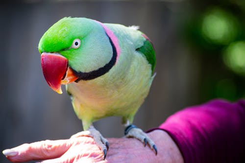 绿玫瑰戒指长尾小鹦鹉的选择性摄影 · 免费素材图片