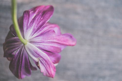 紫色花瓣花的选择性聚焦摄影 · 免费素材图片