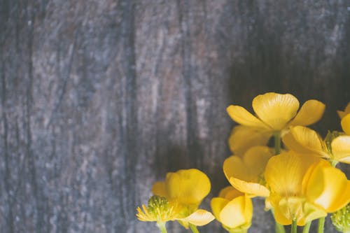 黄色花瓣花的特写照片 · 免费素材图片