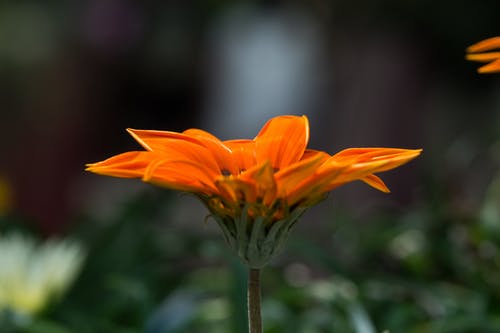 橙色花瓣花选择性聚焦摄影 · 免费素材图片