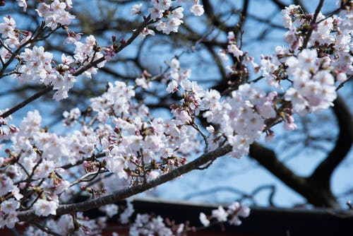 白色开花的树的选择性聚焦摄影 · 免费素材图片