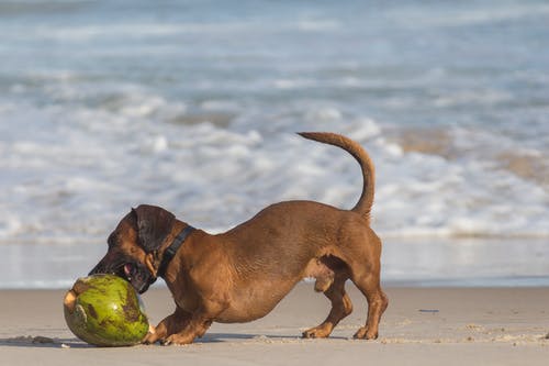 椰子壳旁边的短涂棕狗 · 免费素材图片