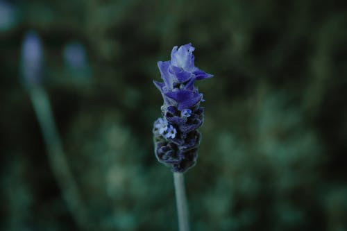 紫色簇花的选择性聚焦摄影 · 免费素材图片
