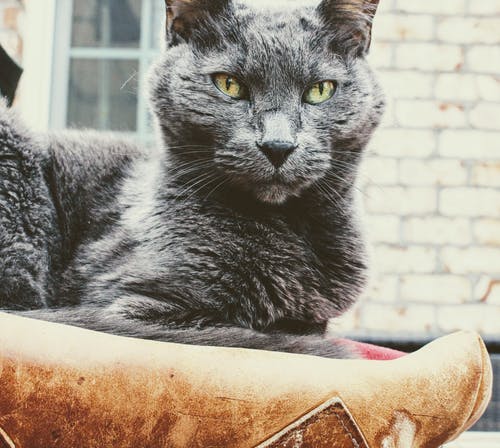 短毛灰猫 · 免费素材图片