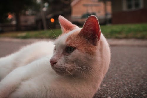 白色和橙色的猫躺在人行道上 · 免费素材图片