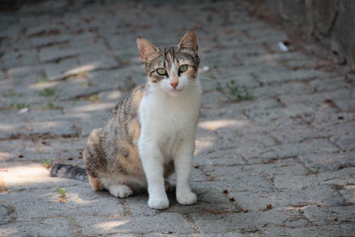 白色和棕色的猫坐在地上 · 免费素材图片