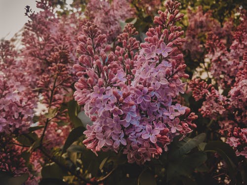 粉色丁香花的选择性聚焦摄影 · 免费素材图片