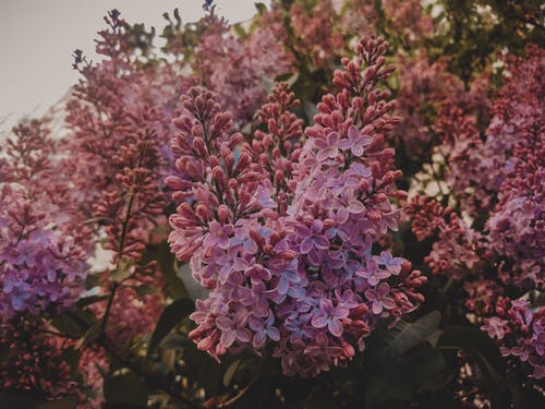 绿色的植物，有粉红色的花朵 · 免费素材图片