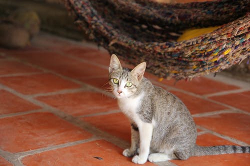 灰色虎斑猫 · 免费素材图片