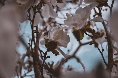 白玉兰花的特写摄影 · 免费素材图片