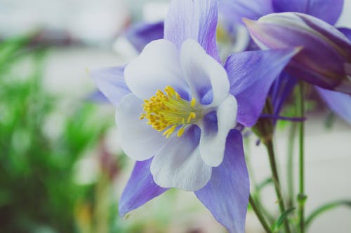 白色和紫色的花朵 · 免费素材图片