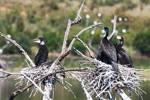 黑鸟栖息在树枝上的特写摄影 · 免费素材图片