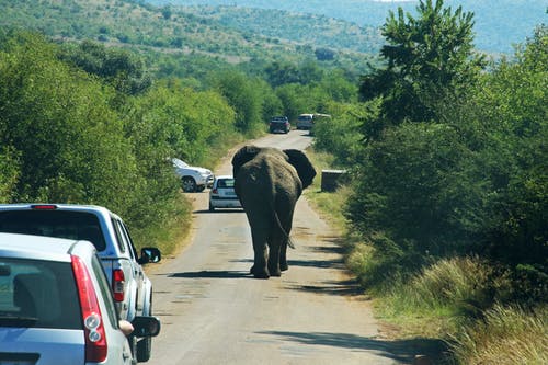 大象在路上的摄影 · 免费素材图片