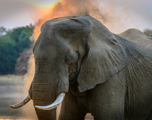 大象的照片 · 免费素材图片
