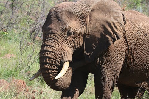 棕色大象摄影 · 免费素材图片