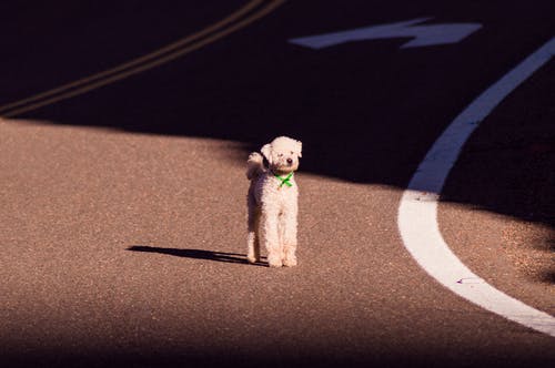 白天站在路上的白色玩具贵宾犬 · 免费素材图片