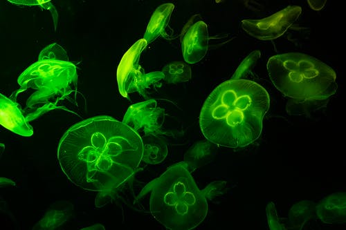 绿色果冻鱼的水下摄影 · 免费素材图片
