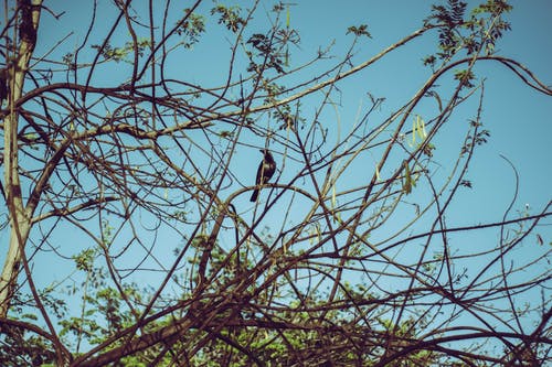 乌鸦在树枝上 · 免费素材图片