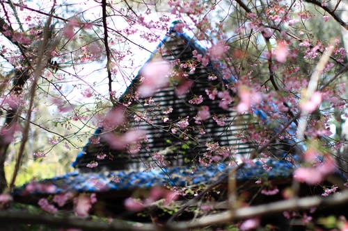 房子旁边的粉色樱花花 · 免费素材图片