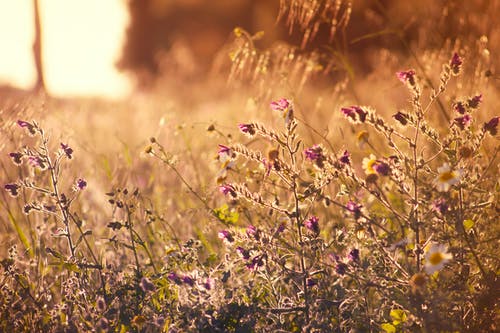 紫色花朵的选择性聚焦摄影 · 免费素材图片