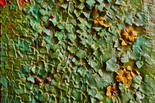 绿叶混凝土墙 · 免费素材图片
