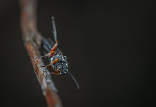 黑色昆虫在树枝上的宏观摄影 · 免费素材图片